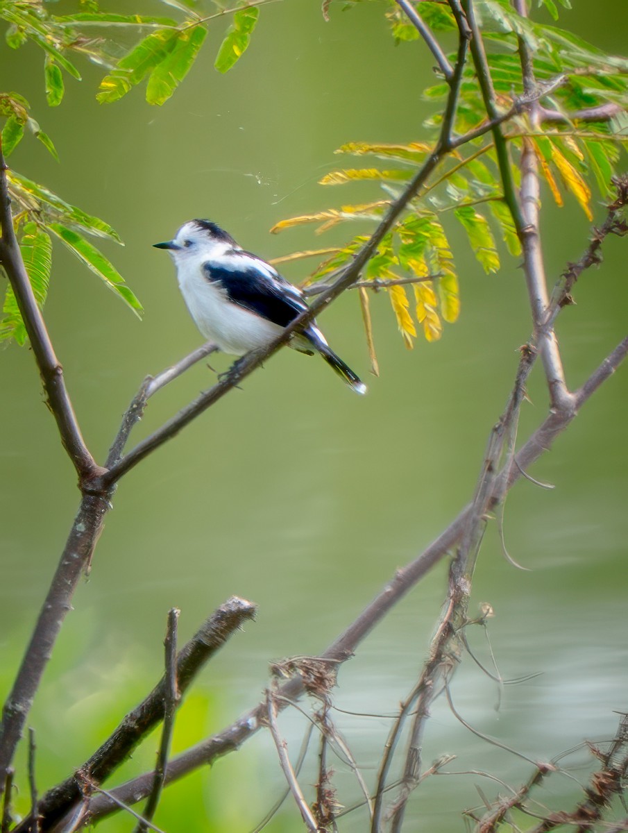 Alaca Irmak Tiranı - ML646815396