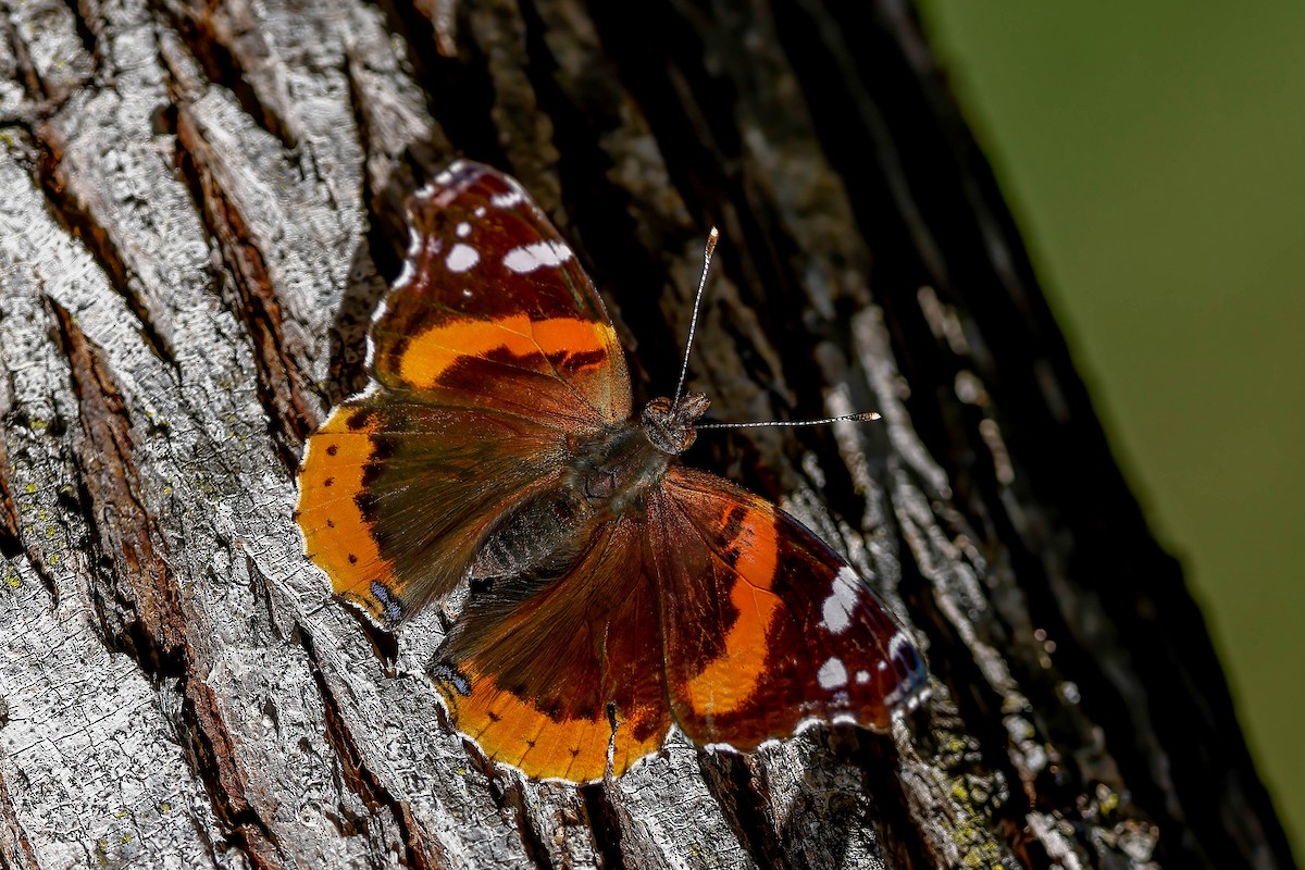Red Admiral - ML646815397