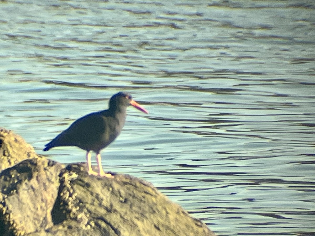 Black Oystercatcher - ML646815399