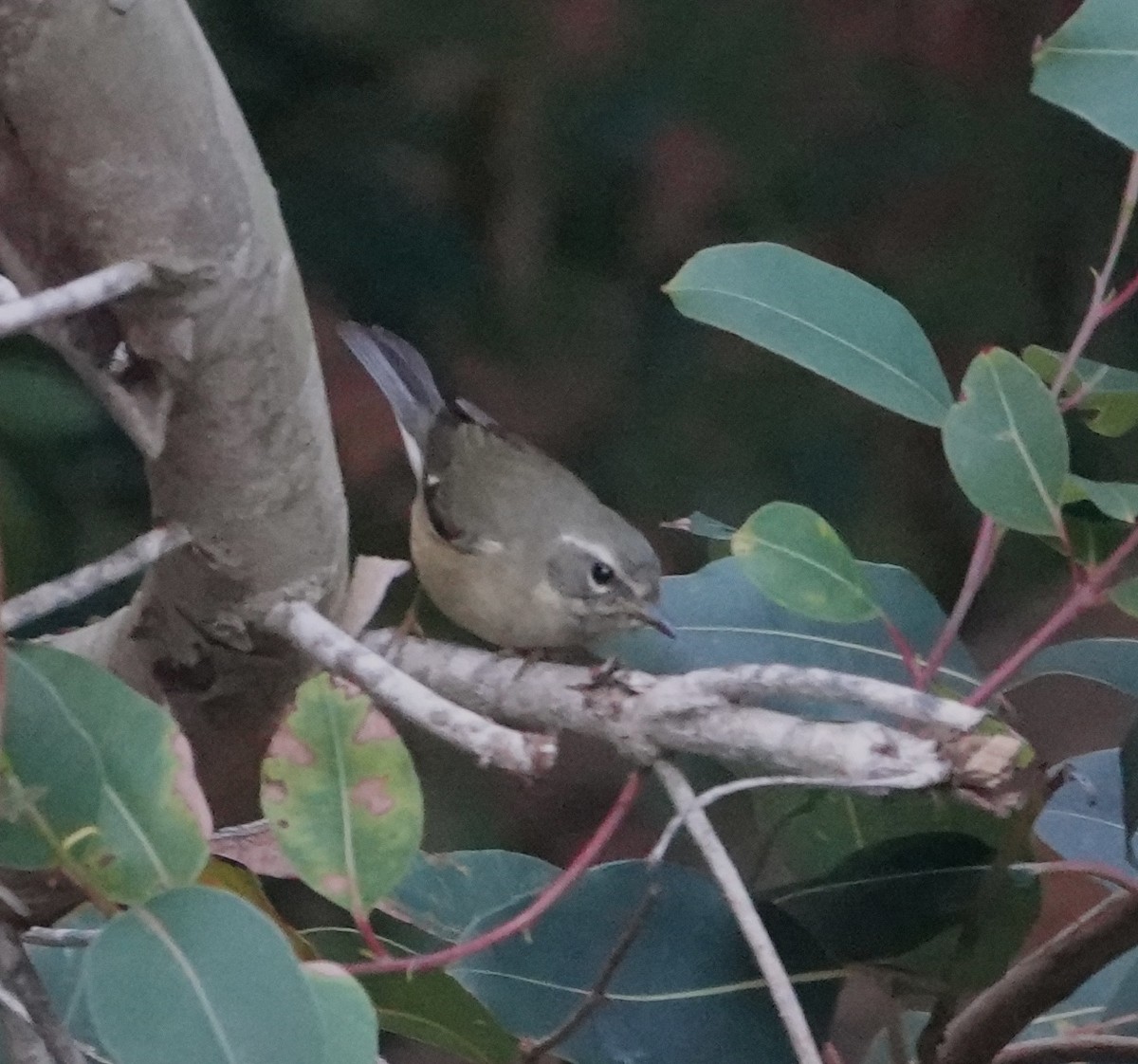 Black-throated Blue Warbler - ML646815400
