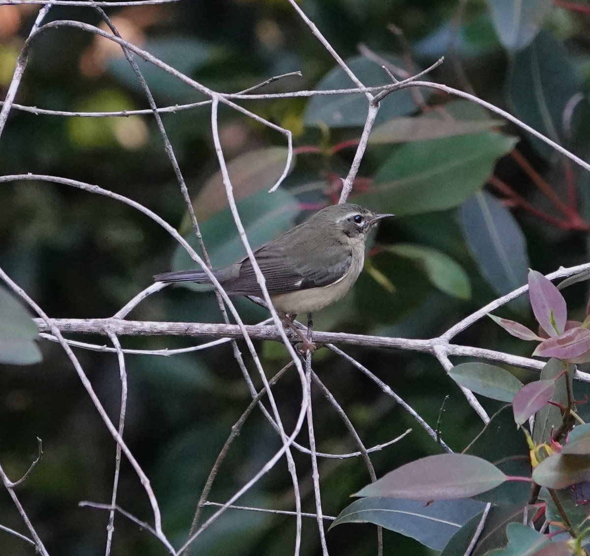 Black-throated Blue Warbler - ML646815401