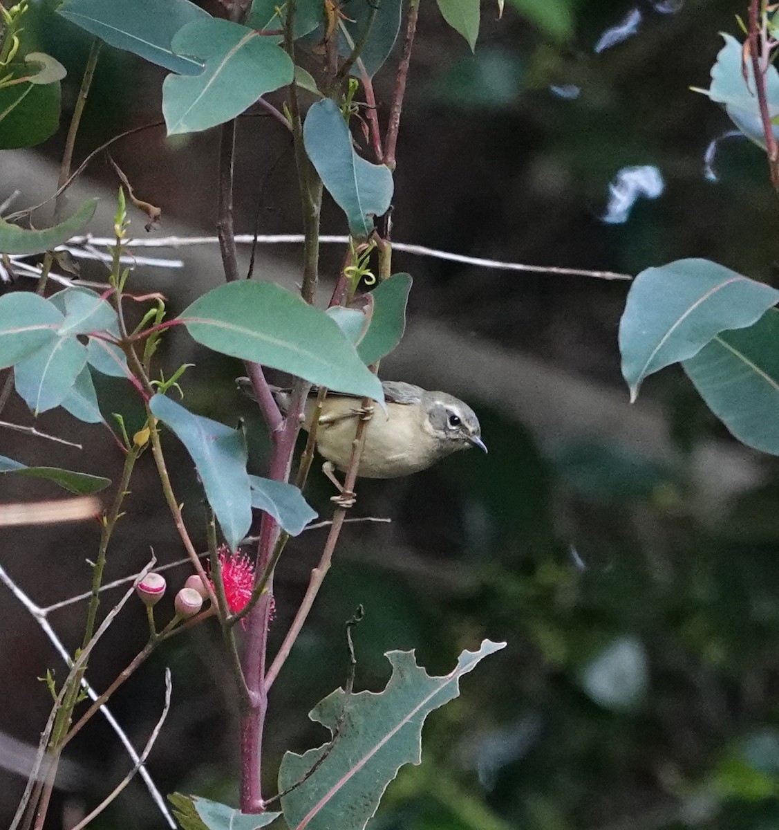 Black-throated Blue Warbler - ML646815402
