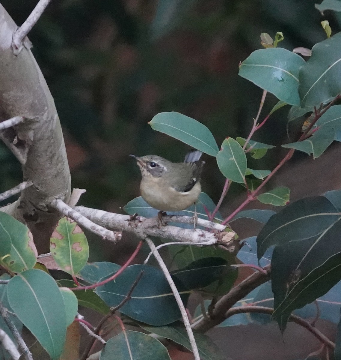 Black-throated Blue Warbler - ML646815403