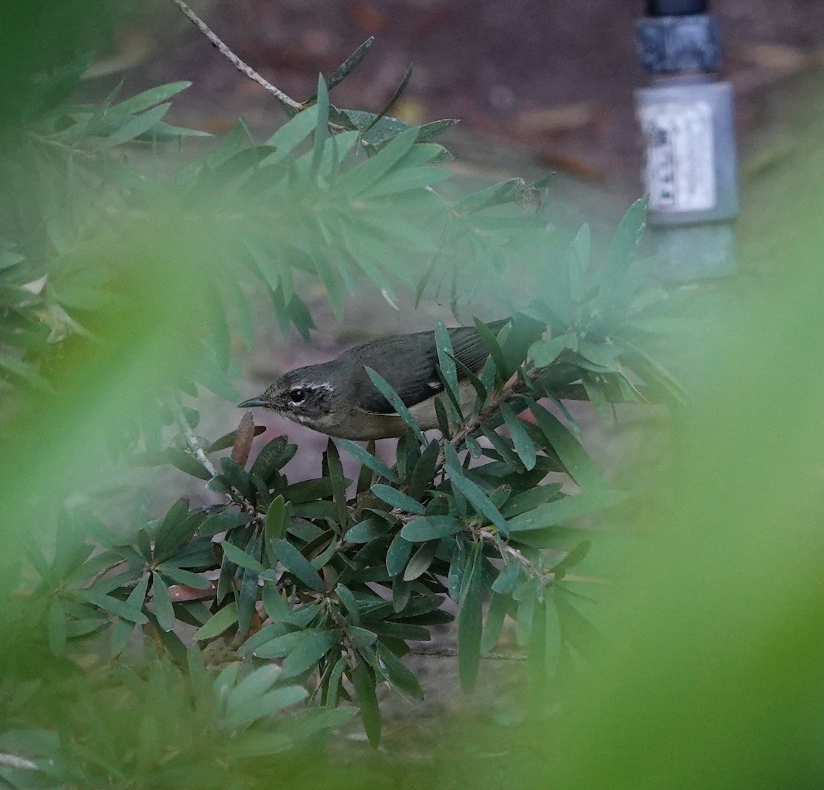 Black-throated Blue Warbler - ML646815404