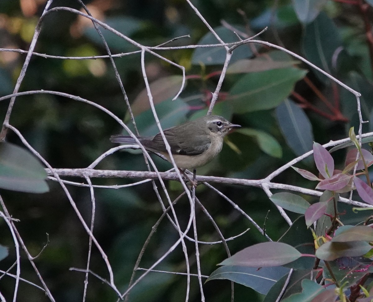 Black-throated Blue Warbler - ML646815405