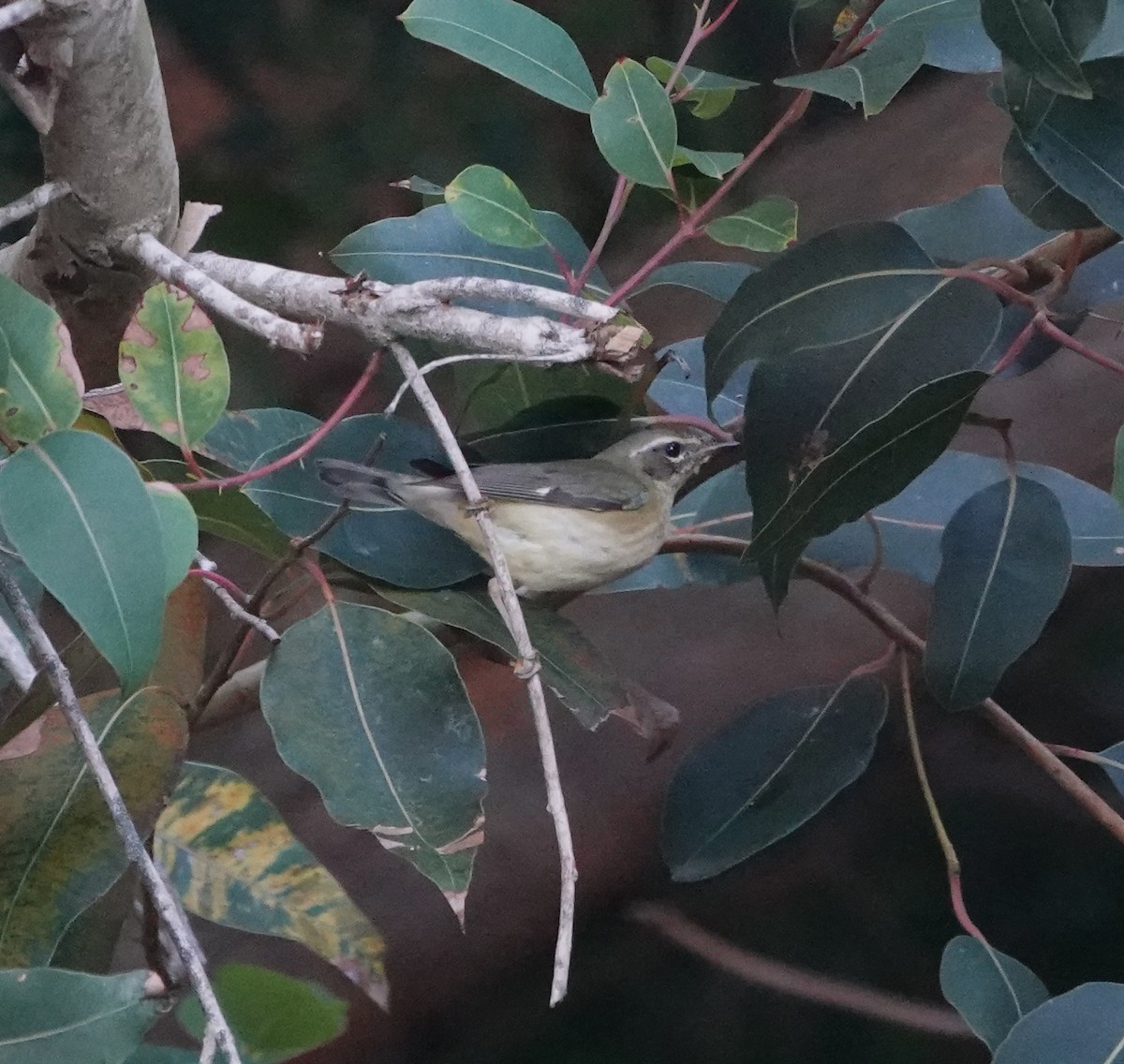Black-throated Blue Warbler - ML646815406