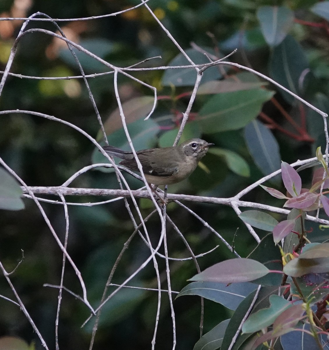 Black-throated Blue Warbler - ML646815407