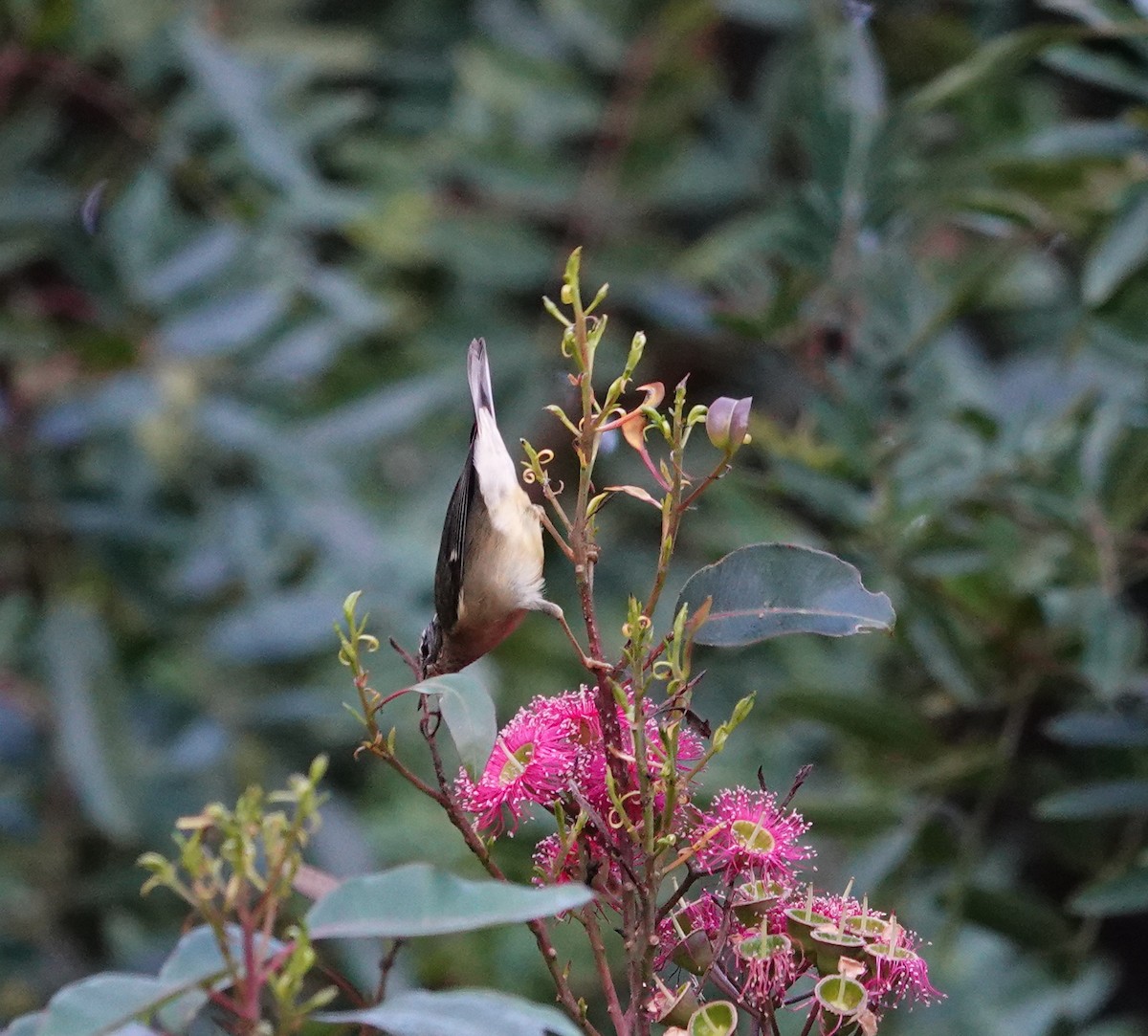 Black-throated Blue Warbler - ML646815408