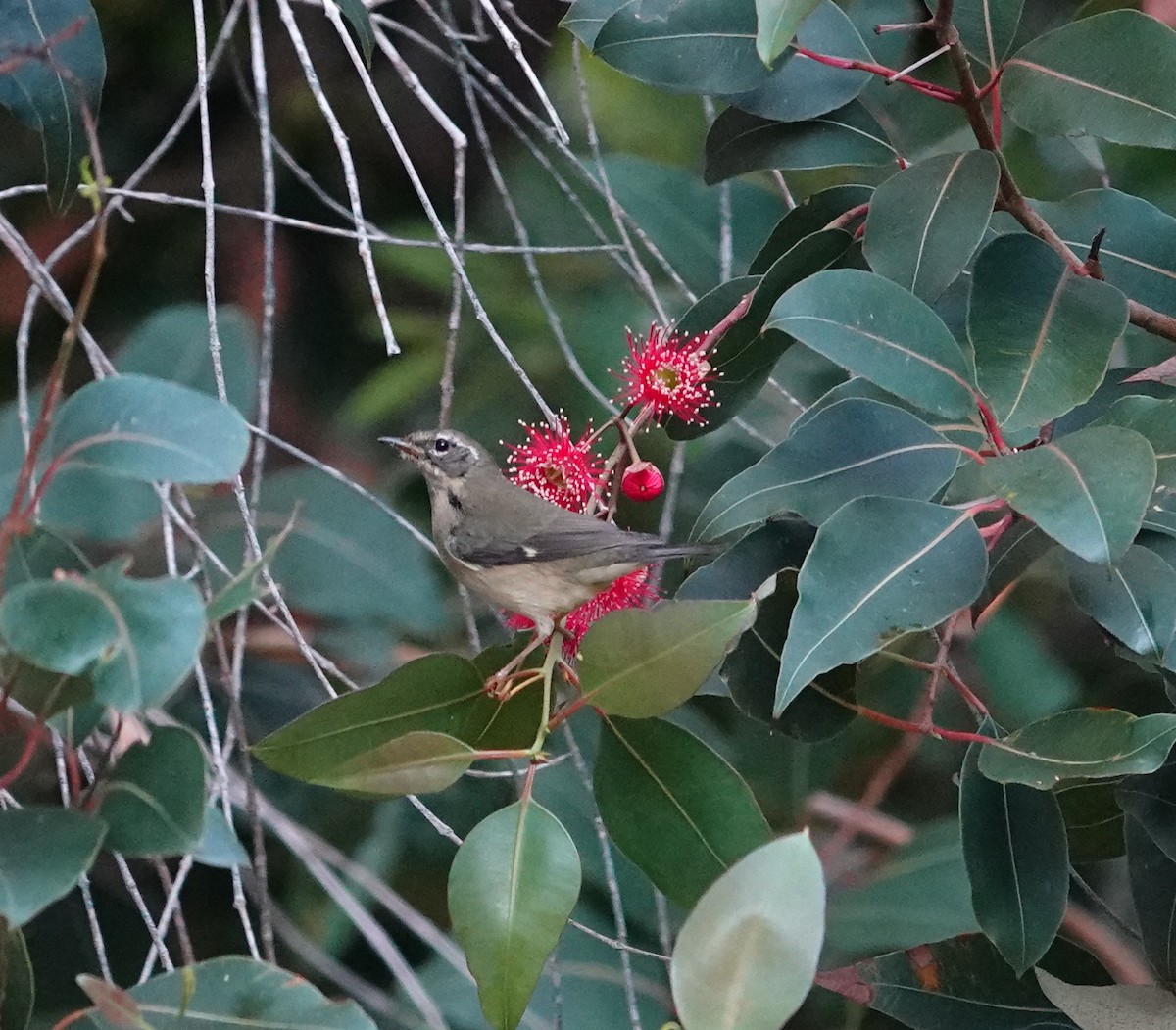 Black-throated Blue Warbler - ML646815409