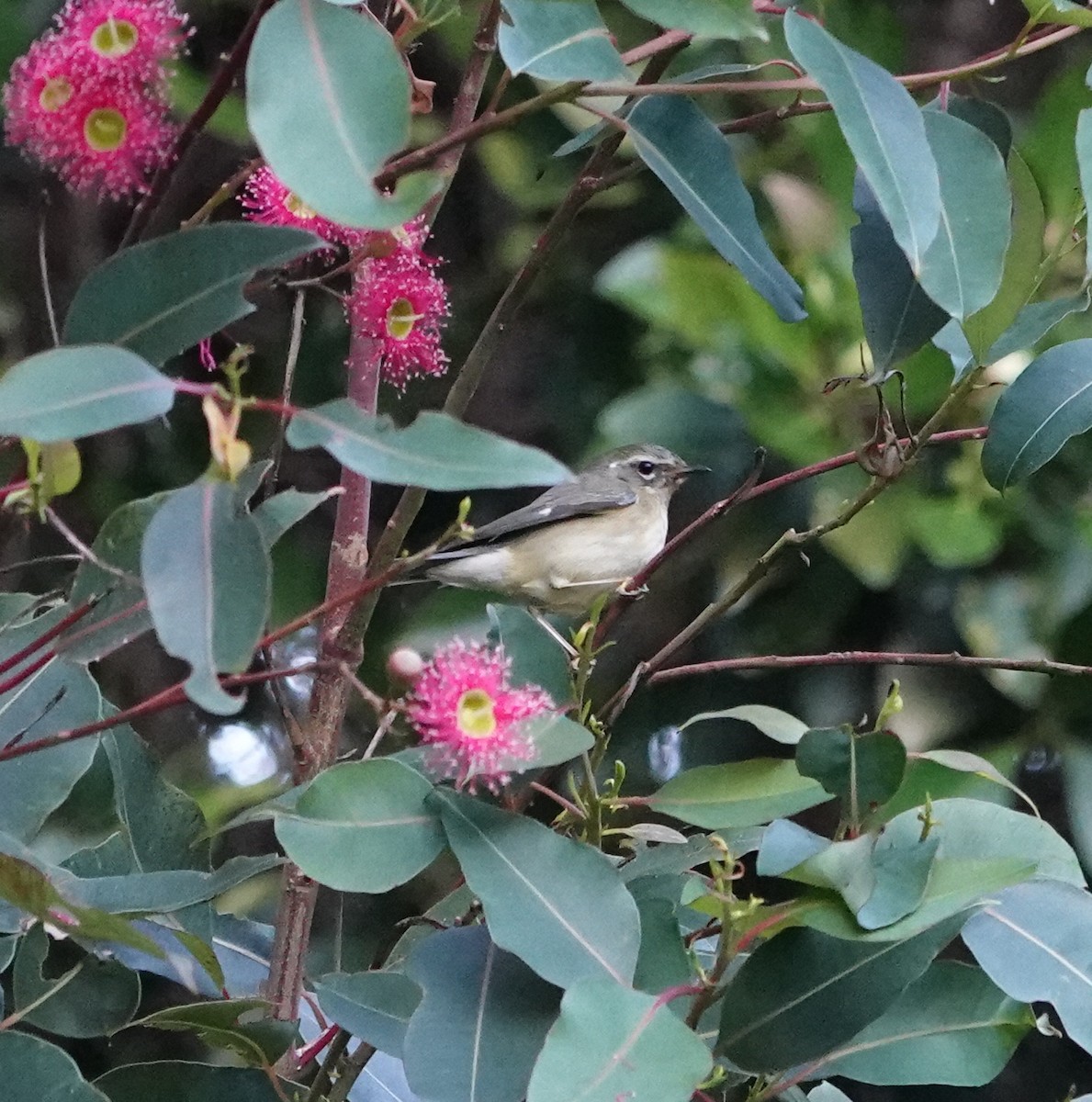 Black-throated Blue Warbler - ML646815410