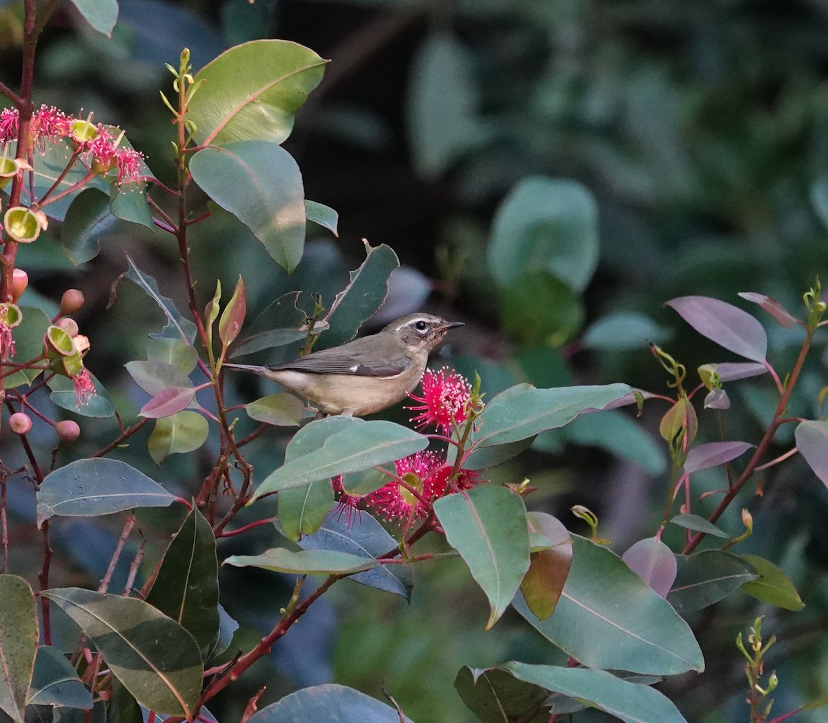 Black-throated Blue Warbler - ML646815411