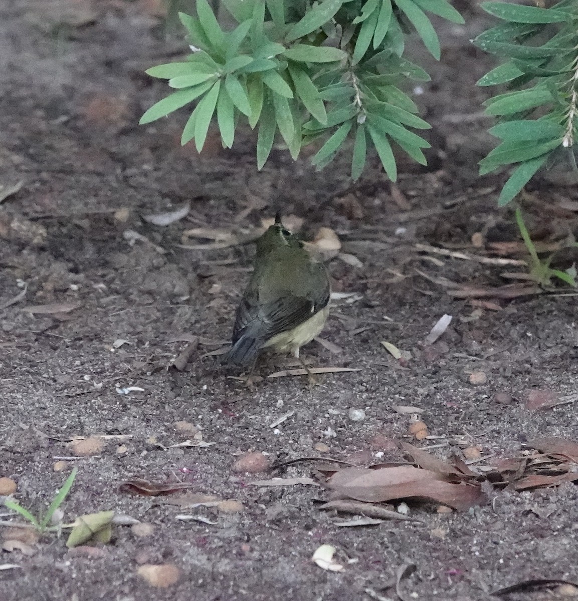 Black-throated Blue Warbler - ML646815412