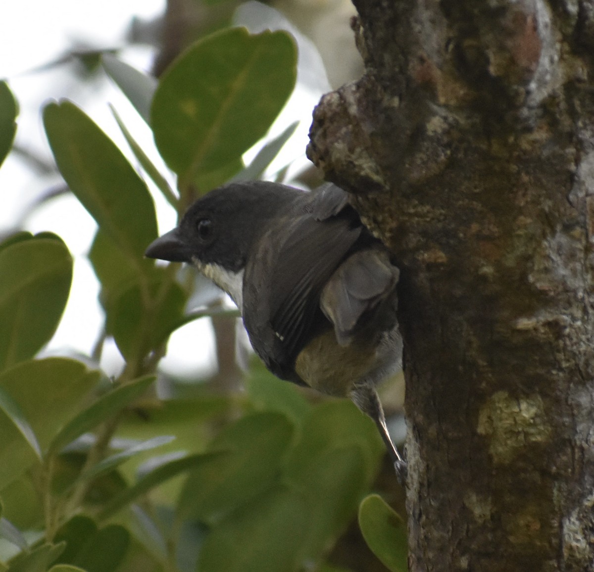 Puerto Rican Tanager - ML646815413