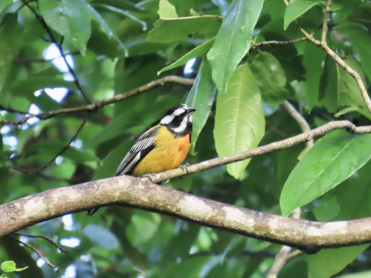 Jamaican Spindalis - ML646815416