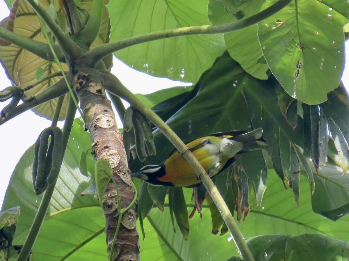 Jamaican Spindalis - ML646815417