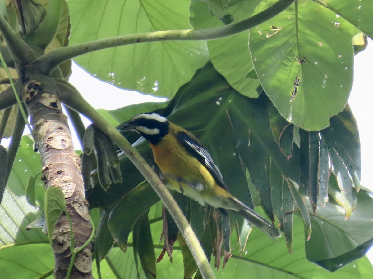 Jamaican Spindalis - ML646815418