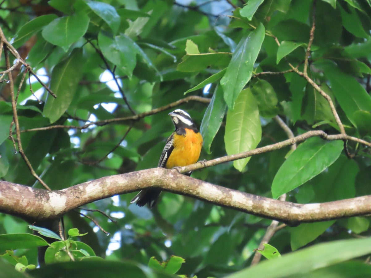 Jamaican Spindalis - ML646815419