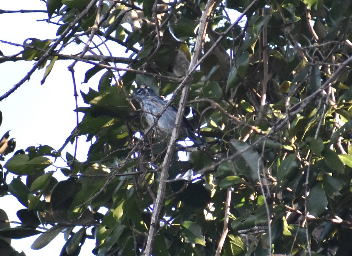 Elfin-woods Warbler - ML646815420