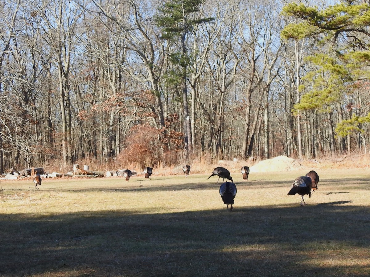 Wild Turkey - ML646815421