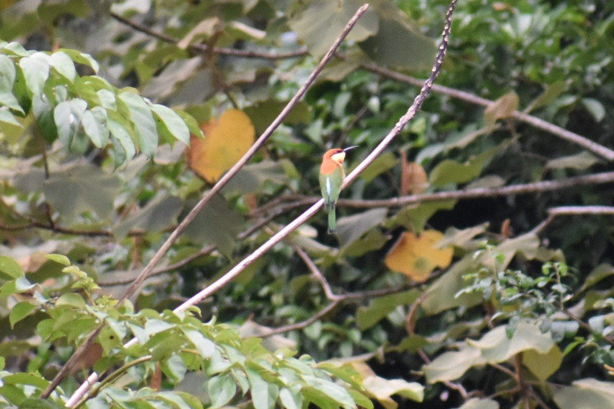 bengalbieter - ML646815426