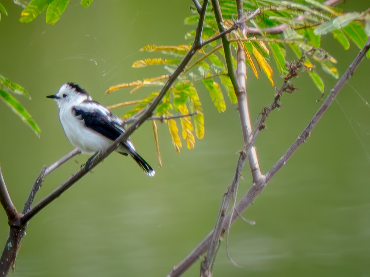 Alaca Irmak Tiranı - ML646815428