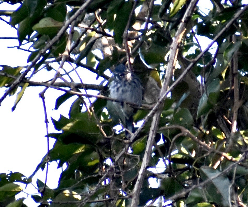 Elfin-woods Warbler - ML646815429