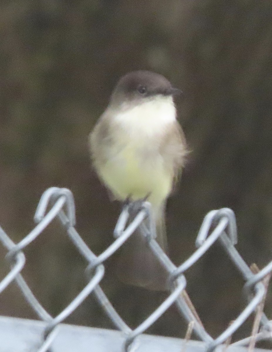 Eastern Phoebe - ML646815431