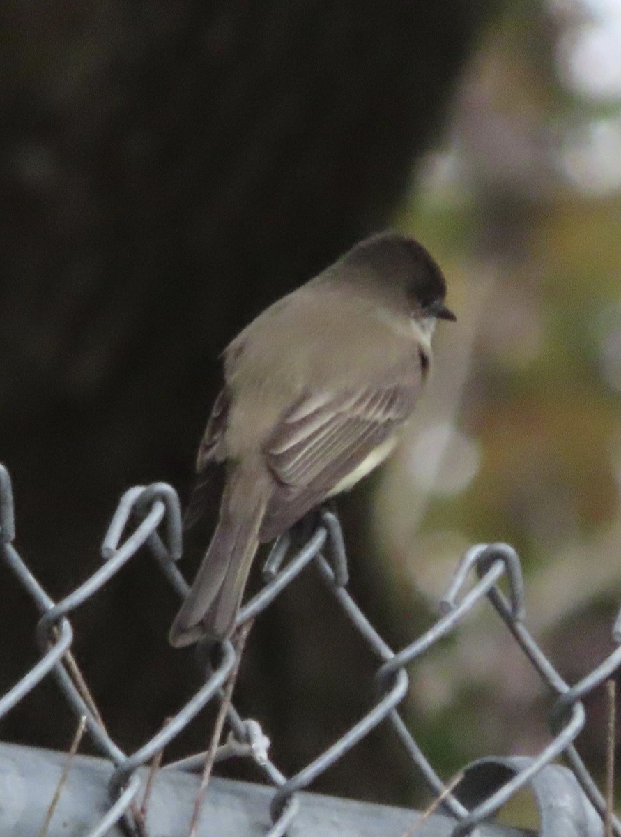 Eastern Phoebe - ML646815433