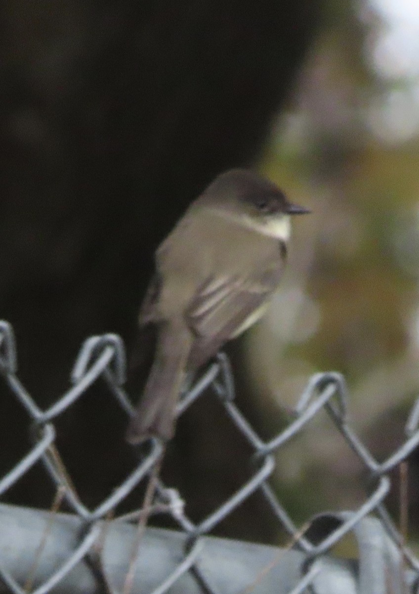 Eastern Phoebe - ML646815434