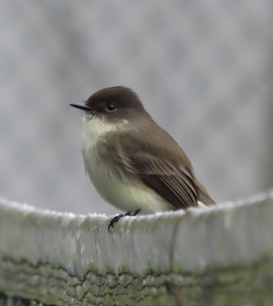 Eastern Phoebe - ML646815435