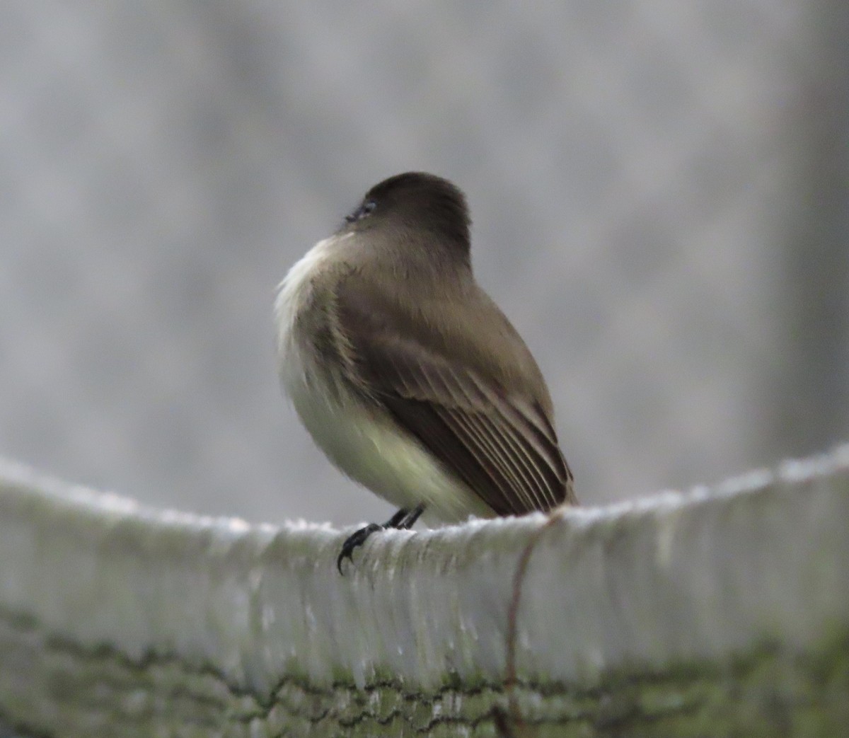 Eastern Phoebe - ML646815436