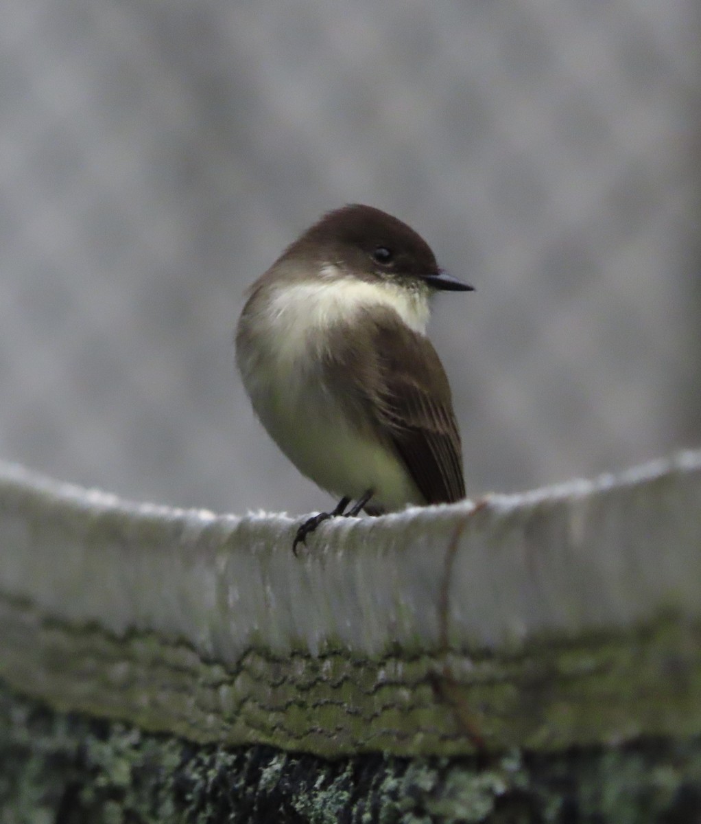 Eastern Phoebe - ML646815437