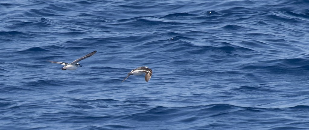 Red-necked Phalarope - ML646815444