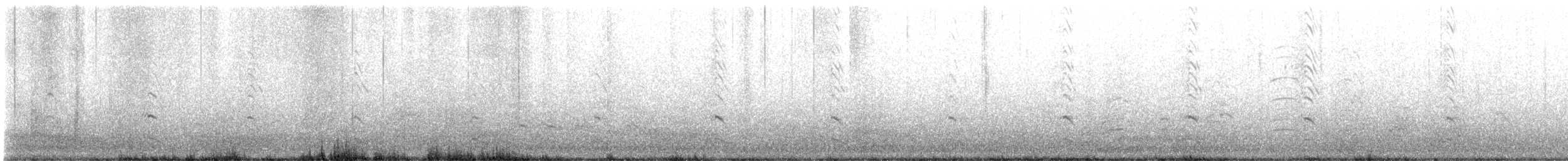 racek západní - ML646815446