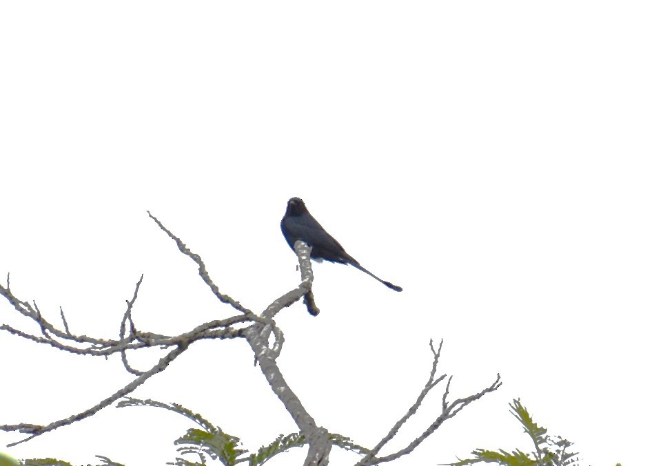Black Drongo - ML646815447