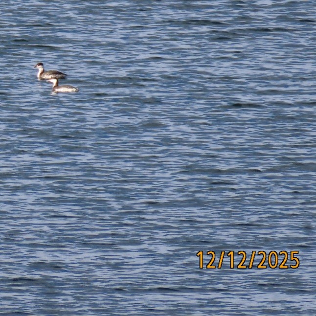 Horned Grebe - ML646815448