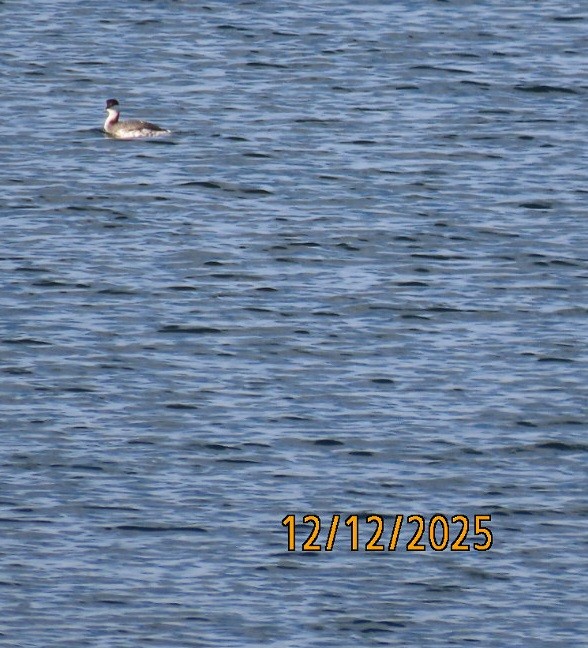 Horned Grebe - ML646815449