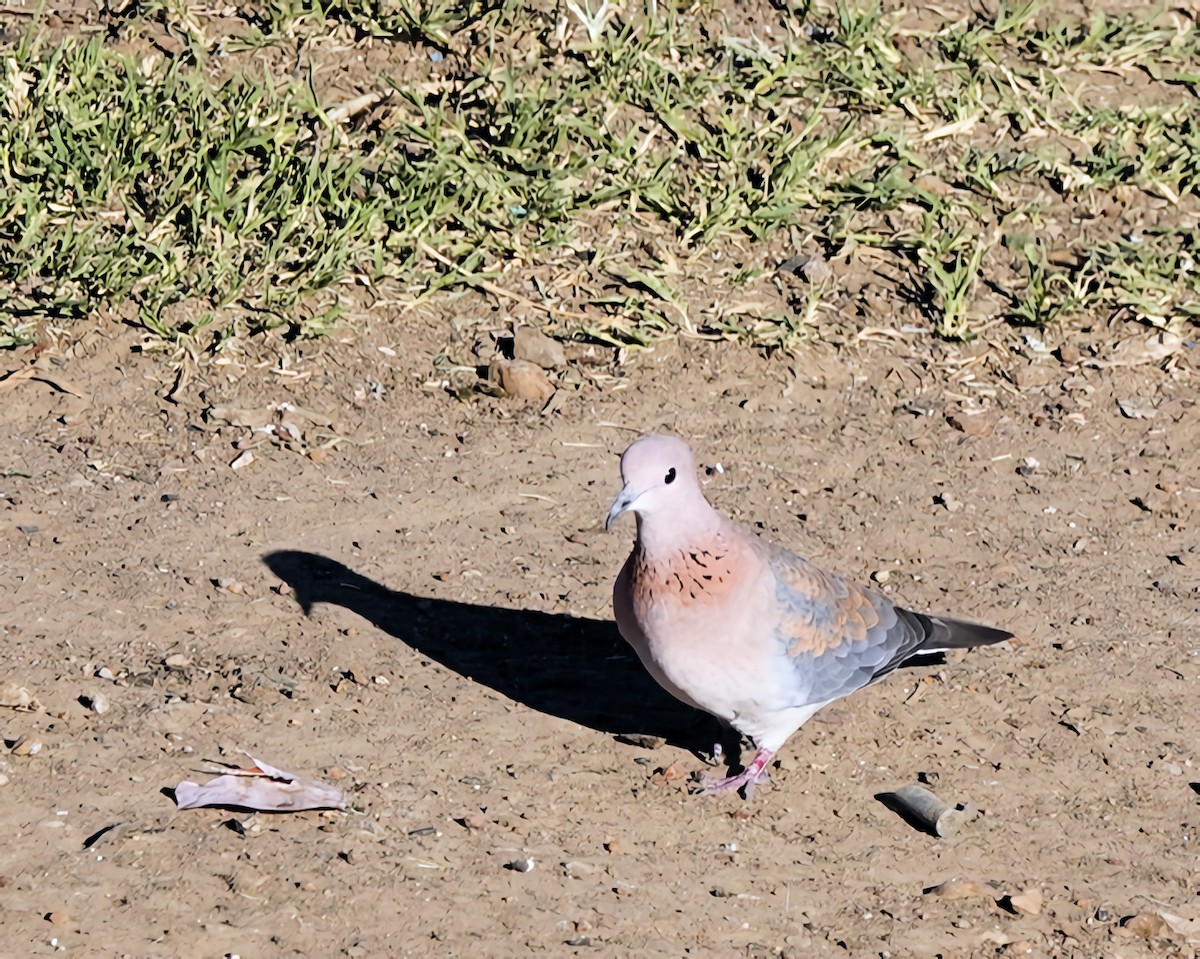 Tortora delle palme - ML646815453