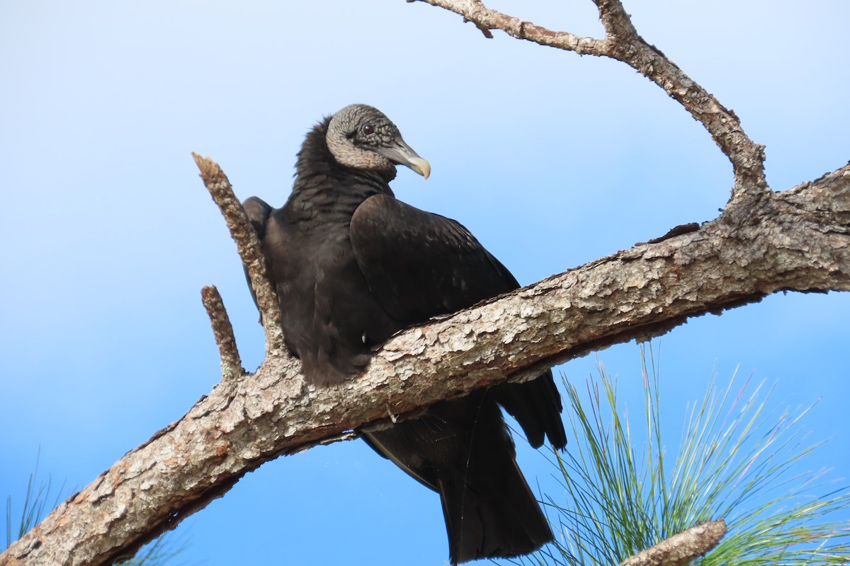 Zopilote beltza - ML646815455