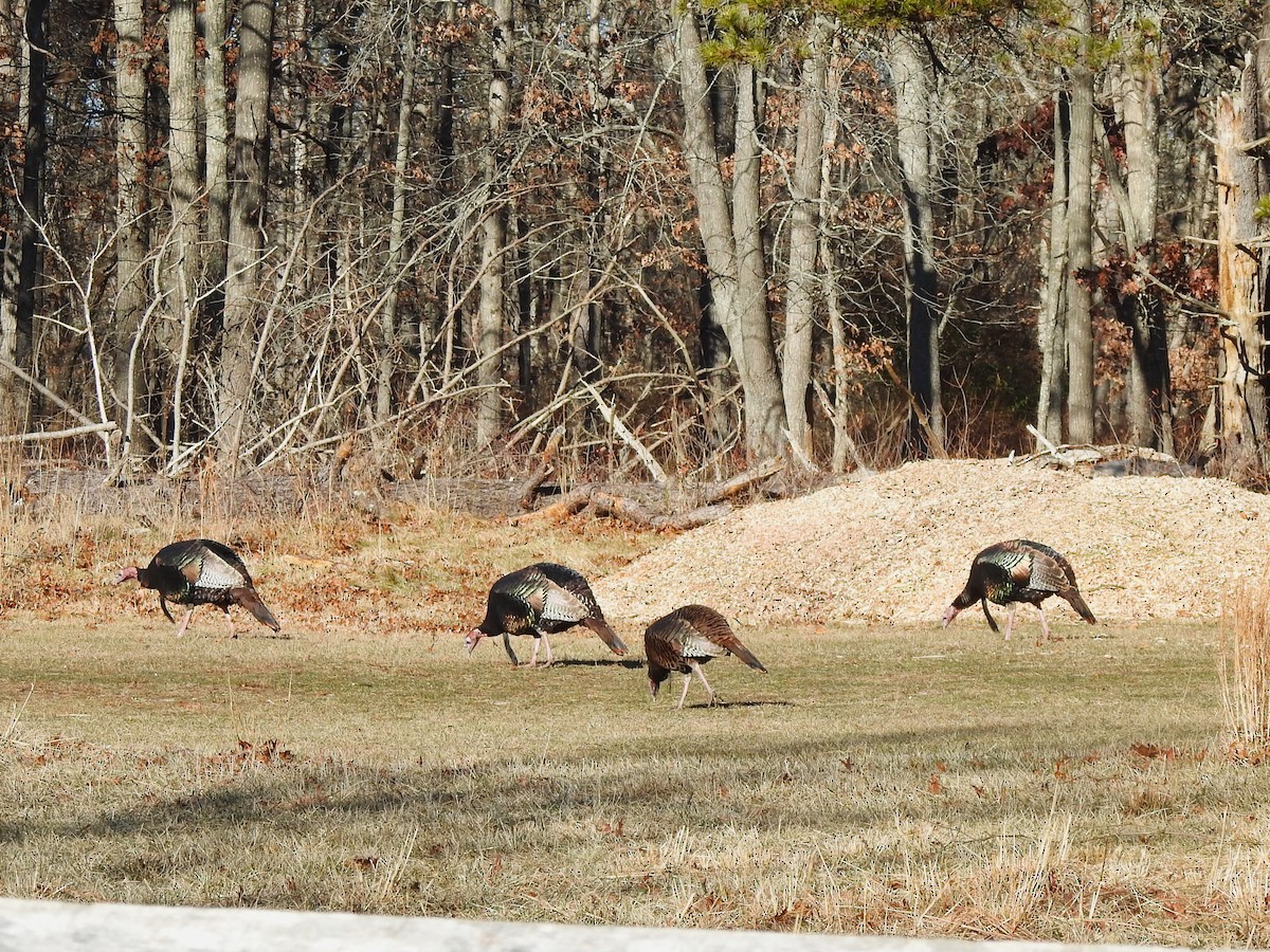 Wild Turkey - ML646815457