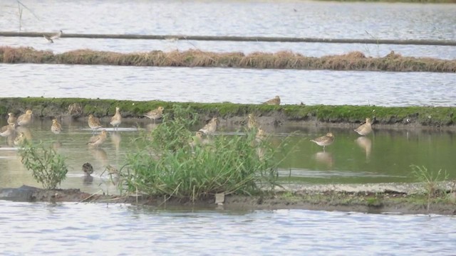 Pacific Golden-Plover - ML646815458