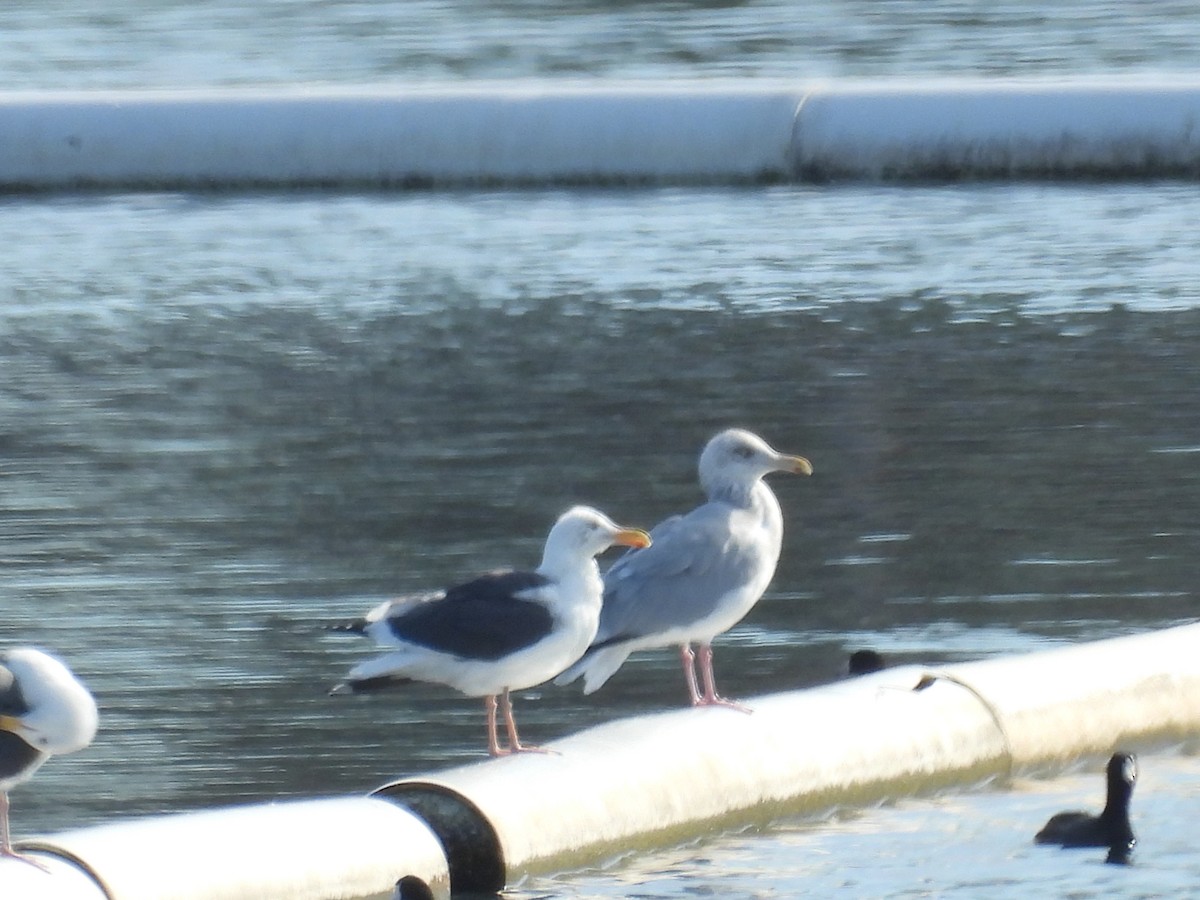 Мартин американський - ML646815459