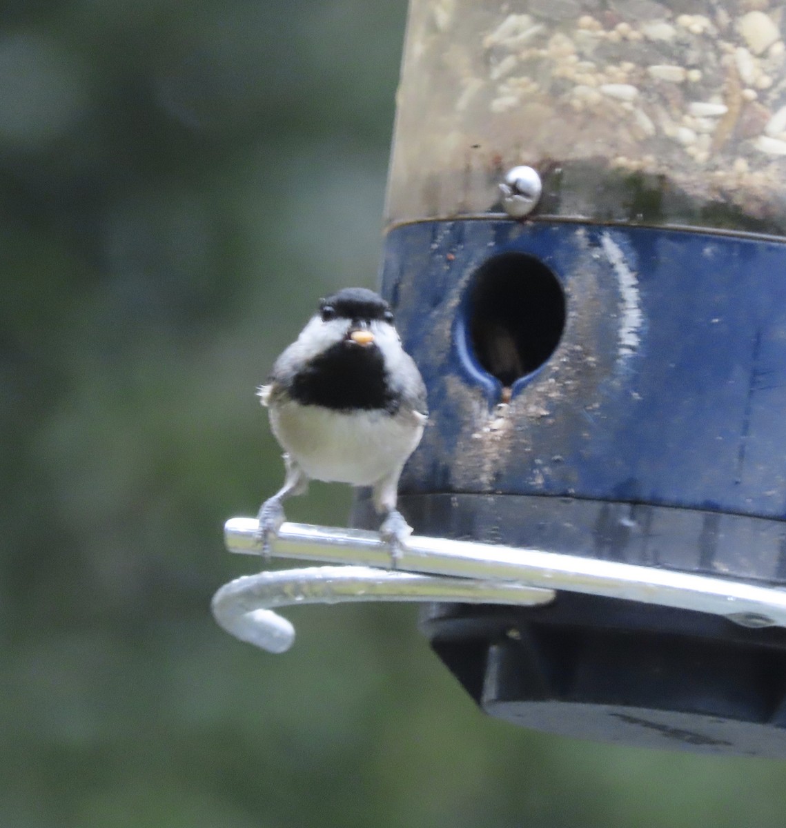 Каролинская гаичка - ML646815460