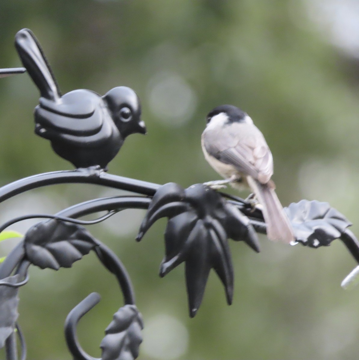 Каролинская гаичка - ML646815461