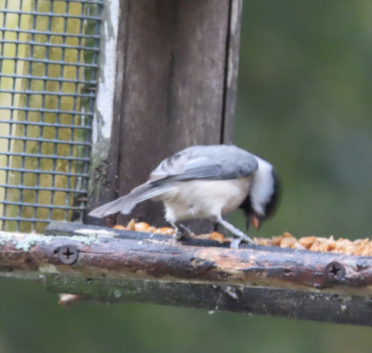 Каролинская гаичка - ML646815462