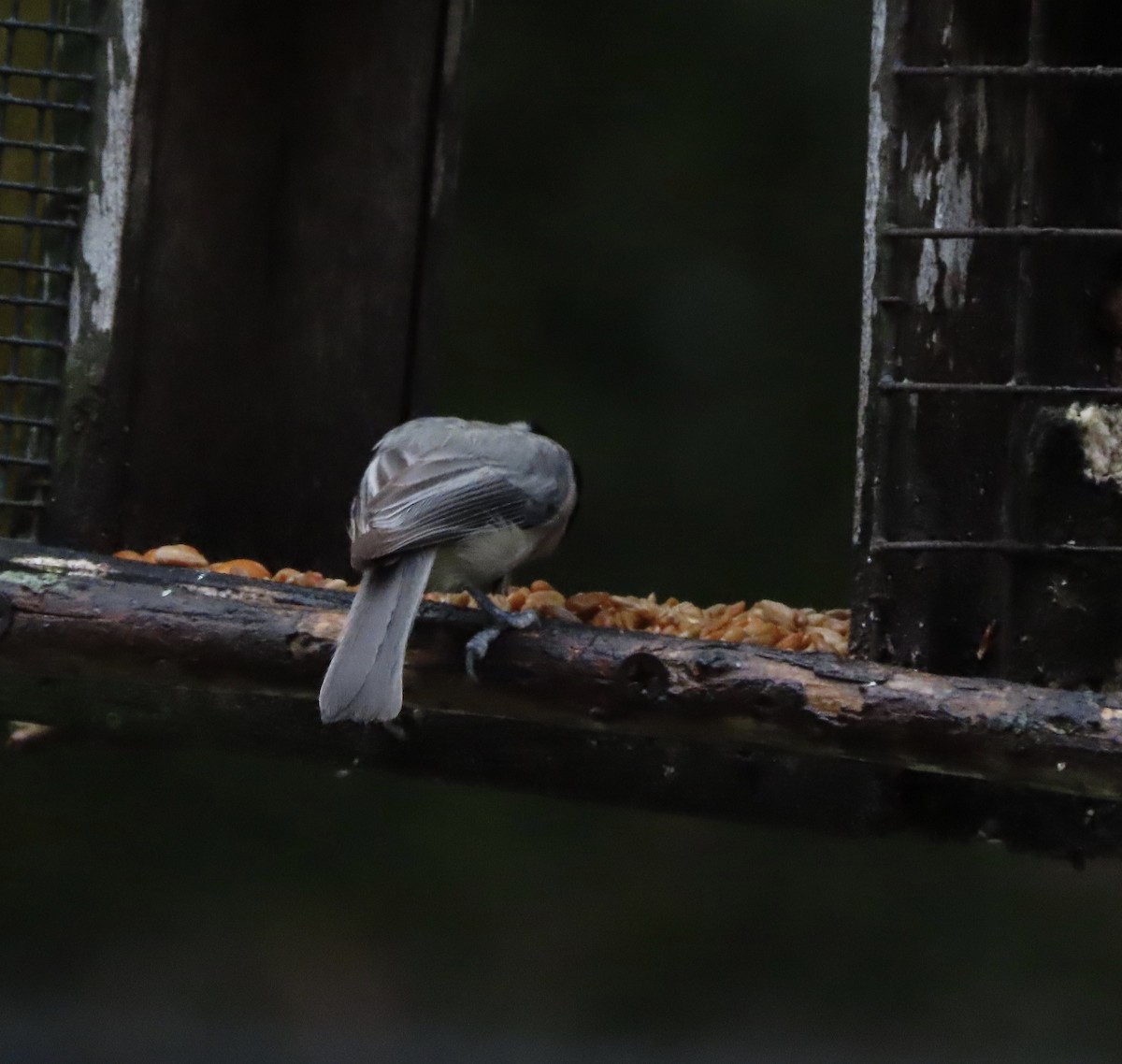 Каролинская гаичка - ML646815463