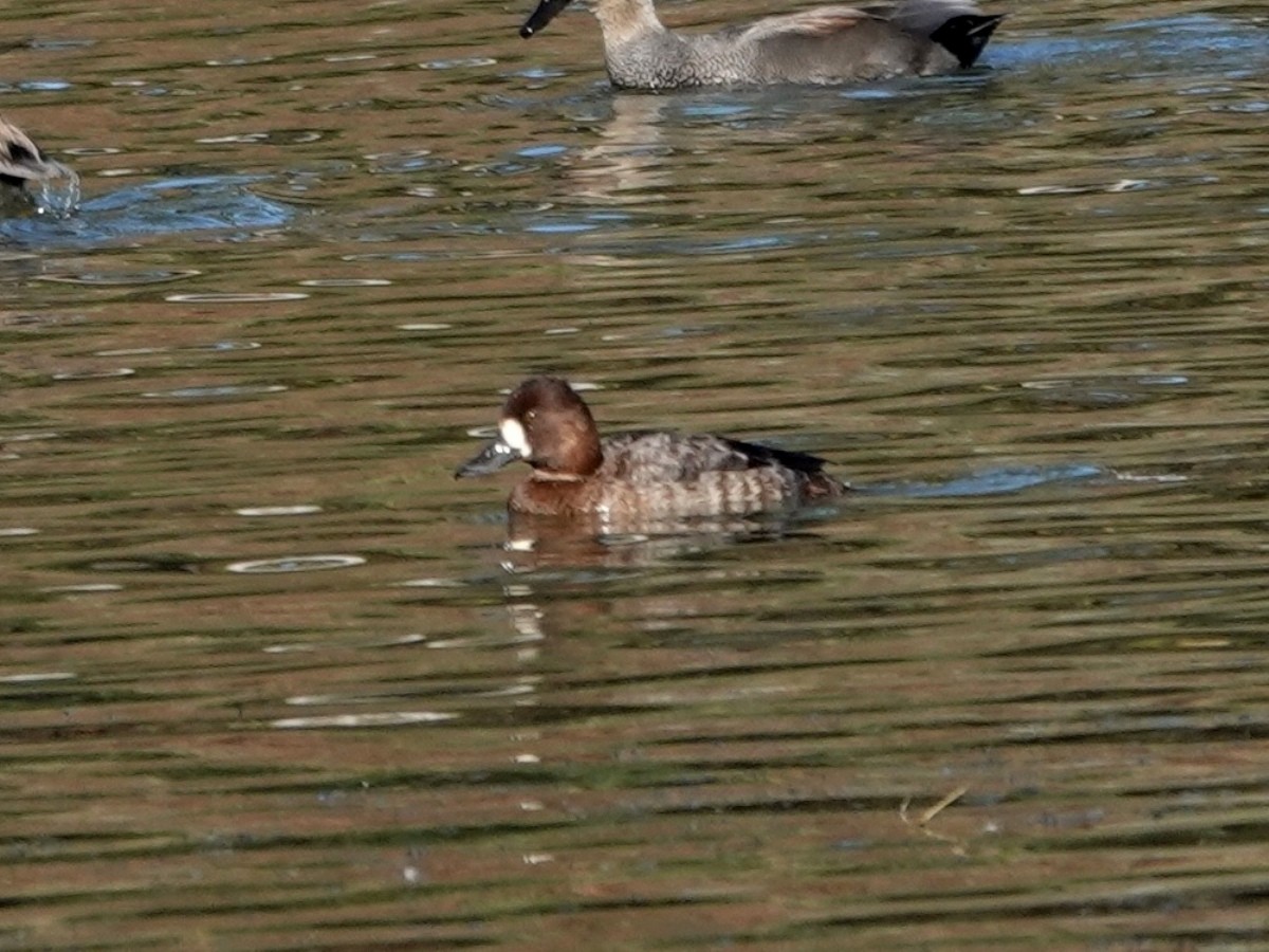 Lesser Scaup - ML646815464