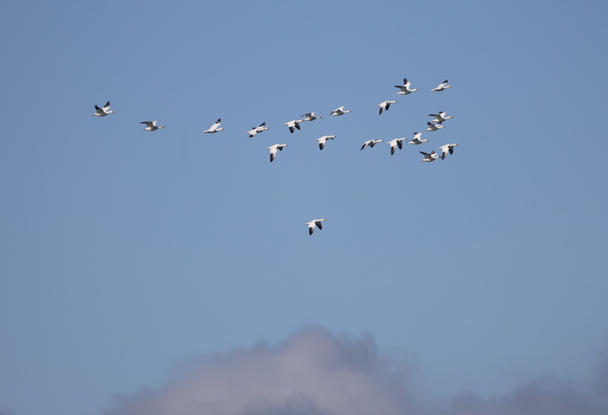 snøgås - ML646815468