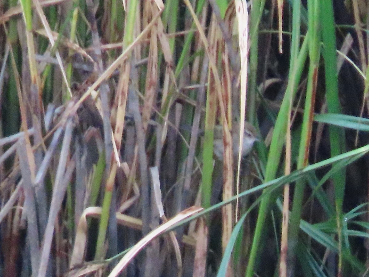 Little Grassbird - ML646815469