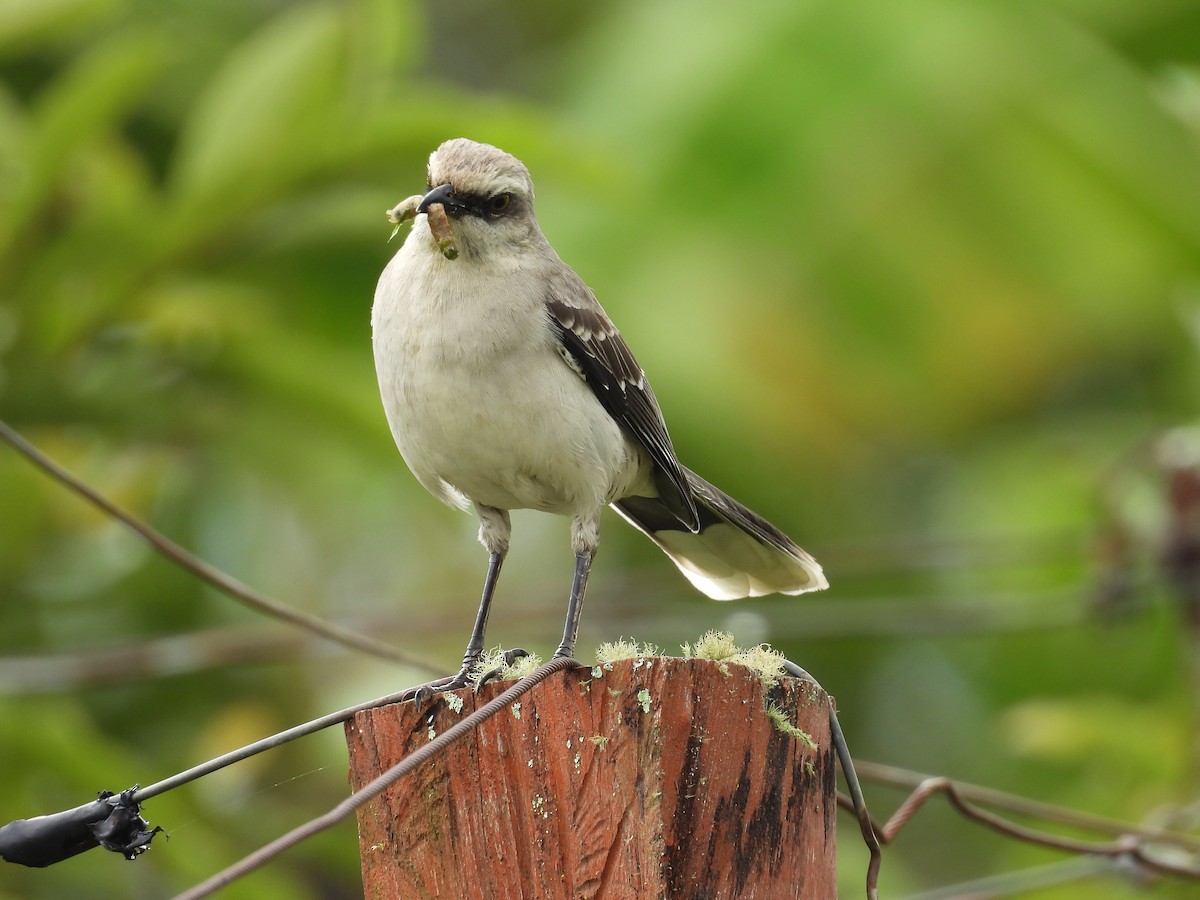 Tropical Mockingbird - ML646815470